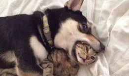 二狗爆料生活视频大全下载,生活视频大全精彩瞬间大揭秘